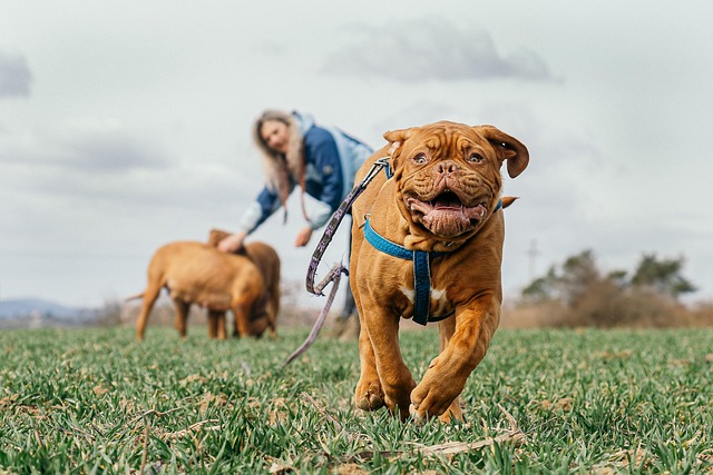 análisis de datos financieros con gráficos y paneles de control en escritorio